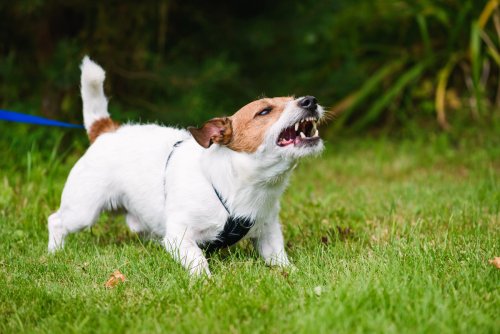 5 tips for training reactive dogs who just don’t want to behave