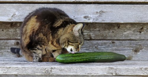 Why are cats terrified of cucumbers? The reason is downright creepy