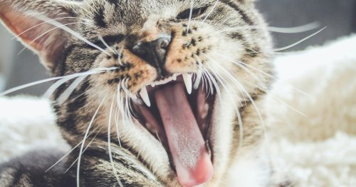 Why do cats fight? They’re not just being jerks