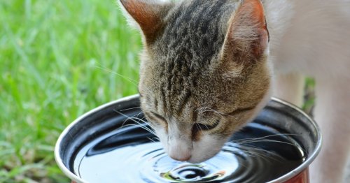 Wondering why your cat is drinking so much water? Here’s what it could mean