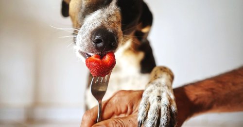 Can dogs eat strawberries? Everything you need to know