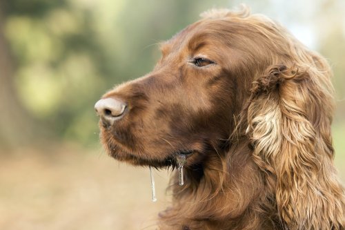Why is my dog drooling? Here’s when to be concerned about sudden or excessive dog salivation