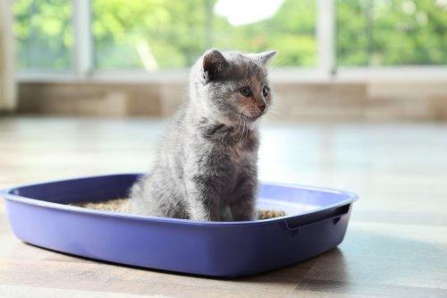 7 telltale signs your cat is allergic to their litter