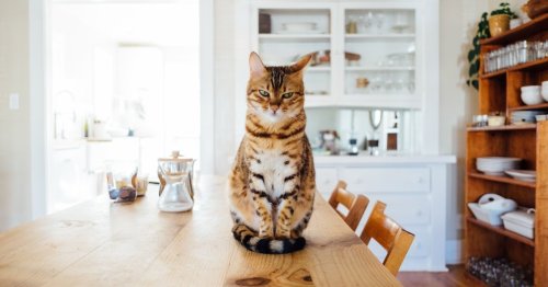 Forget the litter box: This cat was trained to use the toilet