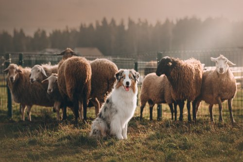 This viral video of a sheep who thinks it’s one of the dogs will warm your heart