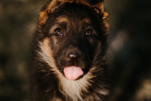 Why Do Dogs Stick Out Their Tongues Here s What Vets Say About The why-do-dogs-stick-out-their-tongues-here-s-what-vets-say-about-the