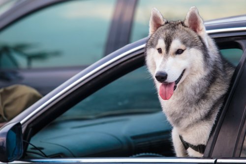 Video: Husky gets behind the wheel of a car, chaos ensues