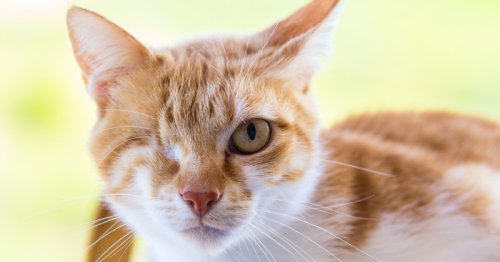 How to take care of a blind cat: The tips and tricks to know