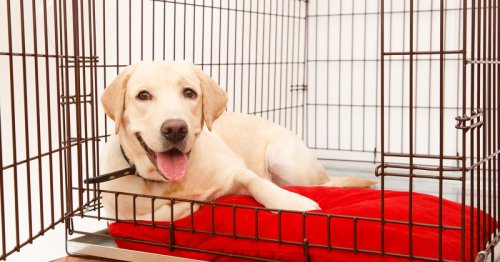 Is crate training necessary? There are pros and cons on both sides