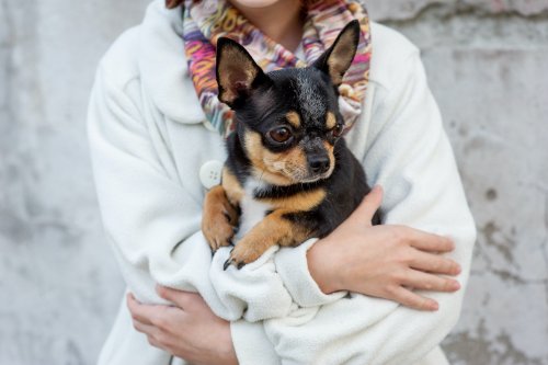 These are the 6 most loyal small dog breeds for you & your family, ranked