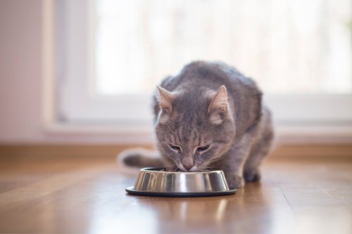 How to put a stop to your cat scratching the floor after eating (and why they do it in the first place)