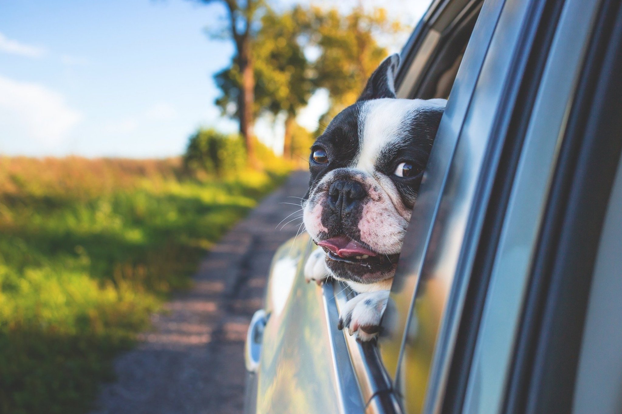 Follow these tips to make car rides bearable for your anxious dog