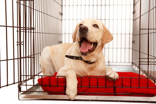 How to make your dog’s crate escape-proof