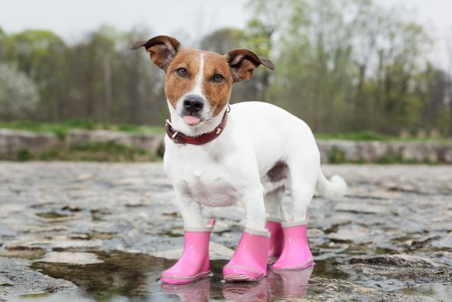 Don’t buy protective hiking booties for your dog before learning this one trick