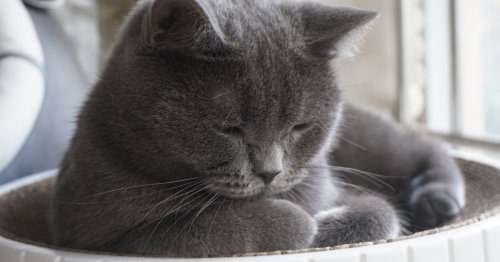 Are urinary tract infections in cats possible? What cat parents should know about this condition