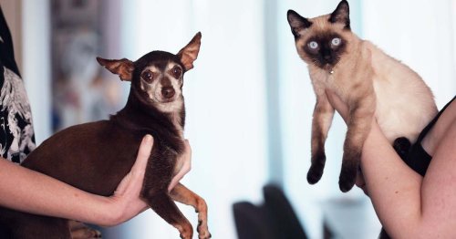 Are cats cleaner than dogs, really?