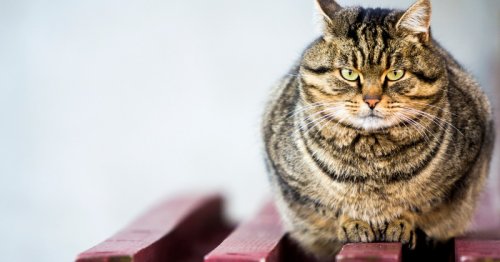 Is your cat obese? 5 ways to help them slim down