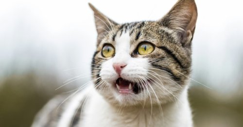 Why do cats open their mouths when they smell? It’s for a really cool reason