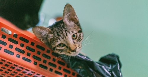 Why do cats eat plastic (and when you should be concerned)?