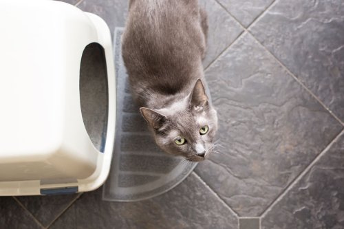 Is there blood in your cat’s stool? Don’t panic — here’s what it means and what to do