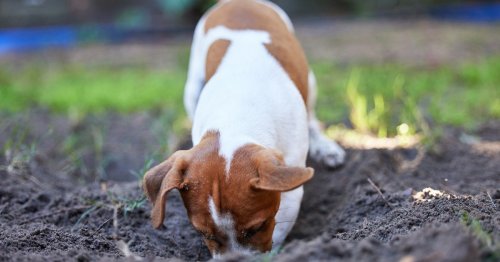 Learn how to stop a dog from digging in the yard once and for all