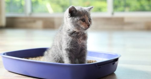 7 telltale signs your cat may be allergic to their litter (and what you can do to help)