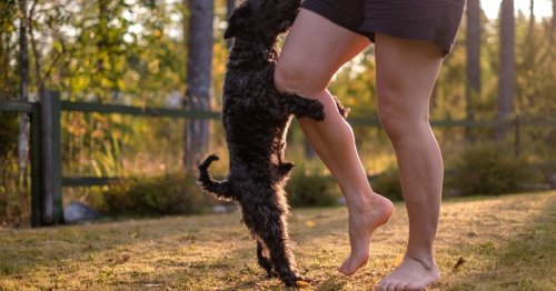 How to stop your dog from humping legs so you can save face