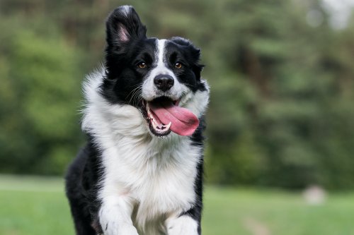 Can dogs have ADD? The warning signs of hyperactivity you should watch for