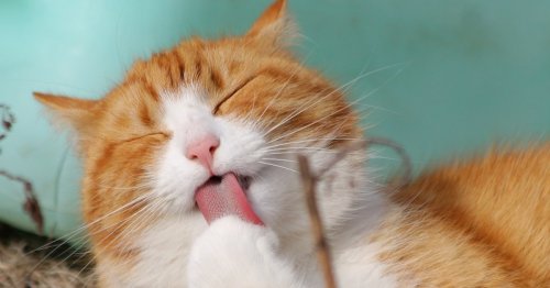 Why do cats lick themselves? It goes beyond just cat grooming