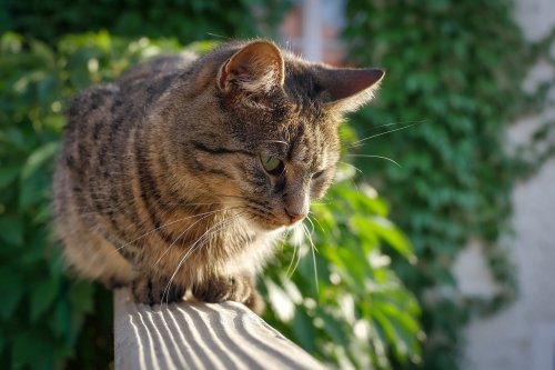 How to cat-proof your balcony before the unthinkable happens