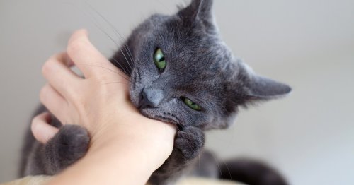 Is your cat biting when you pet them? This is what they’re trying to tell you