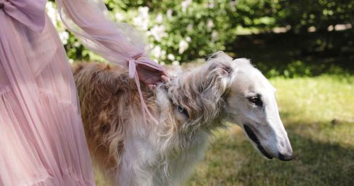 Are hydrangeas toxic for dogs? Read this first before letting your pup near your flowers