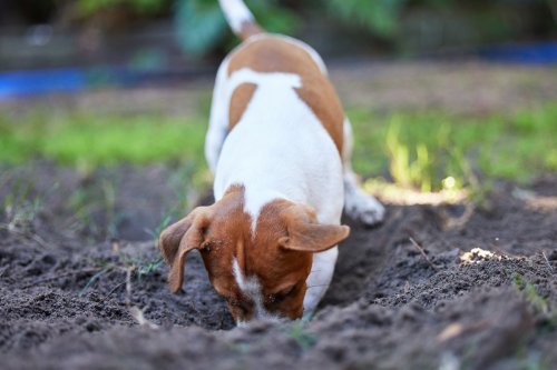 5 amazing tips on how to stop a dog from digging up the yard once and for all