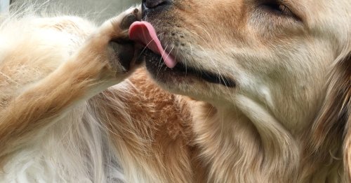 Why do dogs lick their paws? You should be concerned about excessive licking