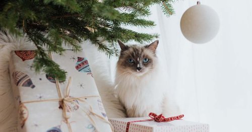 Video: This is everything that can go wrong with your cat and your Christmas tree