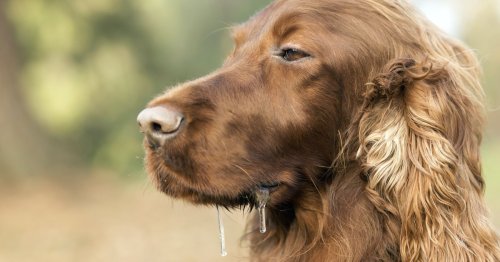 Why is my dog drooling? Here’s when to be concerned about sudden or excessive dog salivation