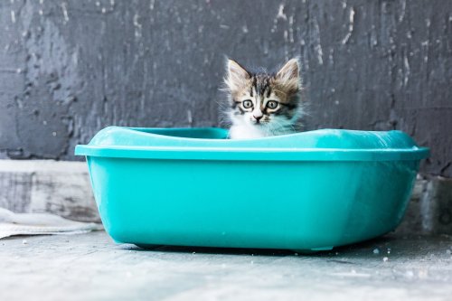 How to dispose of used cat litter