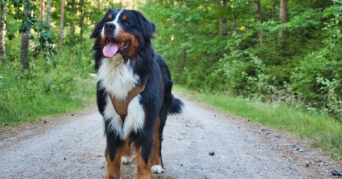 Gentle giants: 5 big dog breeds that make great family pets