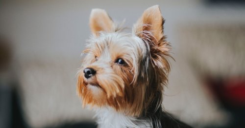 8 types of terrier breeds that might be your perfect match