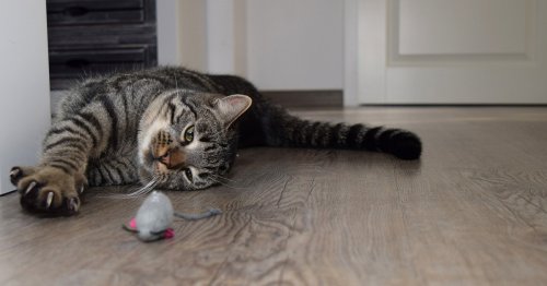 Do cats really eat mice? Let’s explore the truth