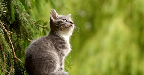 How long do cats live? The answer may actually depend on their human parent
