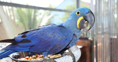 The 7 most intelligent birds you can keep as pets