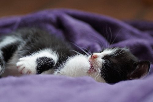 How to encourage your kitten to sleep through the night
