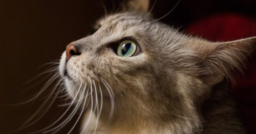 Whisker fatigue: Your cat might have this strange condition without you knowing