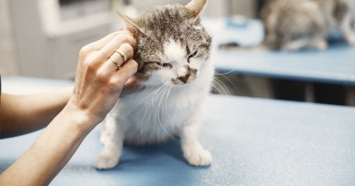 What you can do to help your cat after surgery and show your pet how much you love them