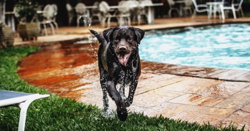 This video proves the dog pool is better than the dog park