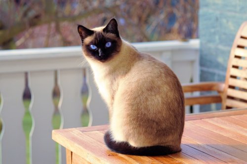 Which Type of Siamese Cat is Best For You? 