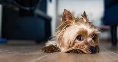 Everything to know about the adorable Yorkie