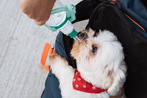 How much water should a dog drink? You might be surprised by the answer