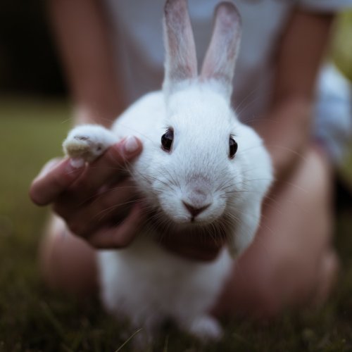 Can rabbits see color? The answer just might surprise you